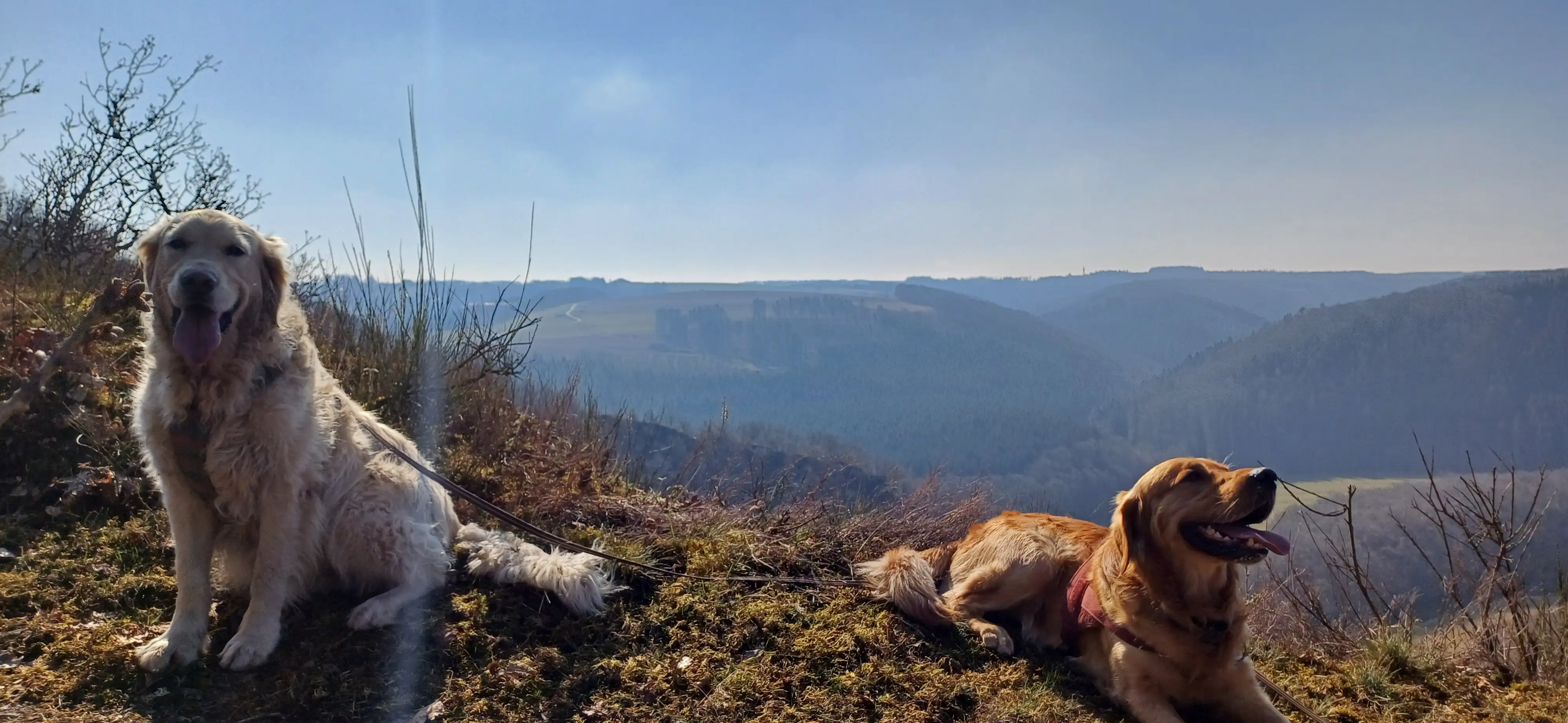 Deux golden retrievers en laisse, allongés sur une crête avec vue sur la vallée