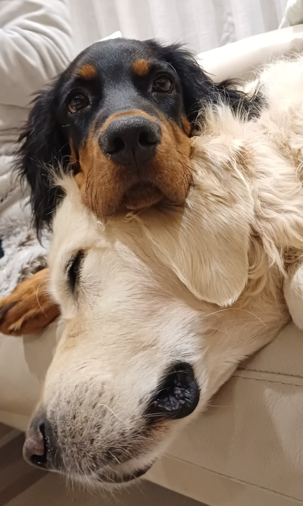 Molly, notre jeune Setter Gordon, la tête posée sur Zack, notre Golden Retriever