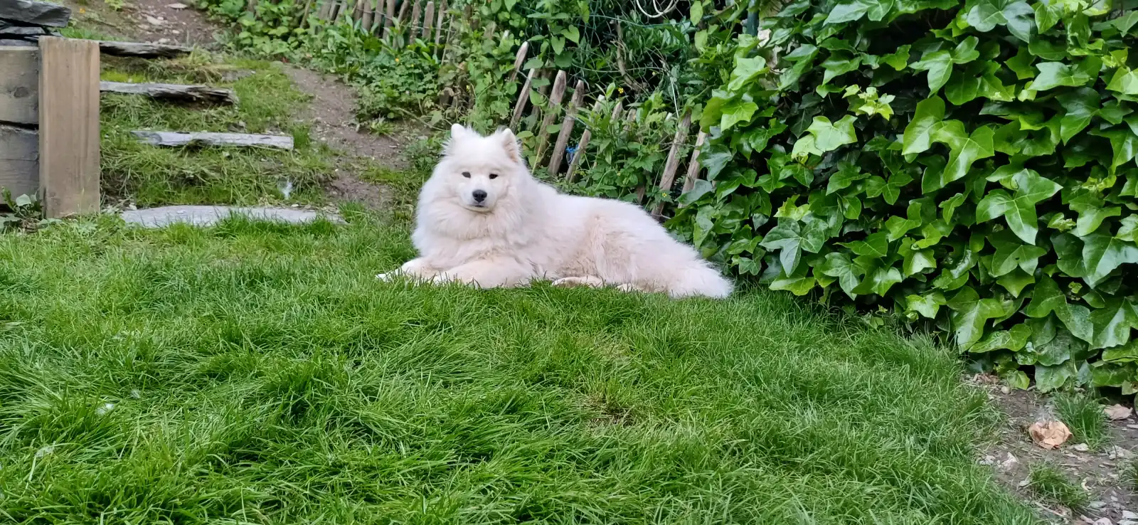 Couple assis dans l'herbe avec son labrador