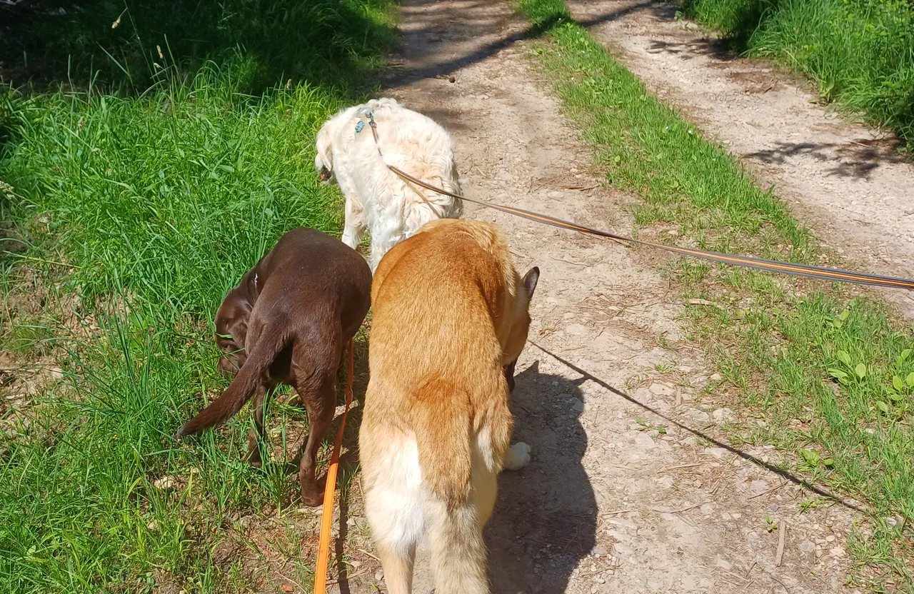 Beagle en balade sur un chemin bordé d'arbres