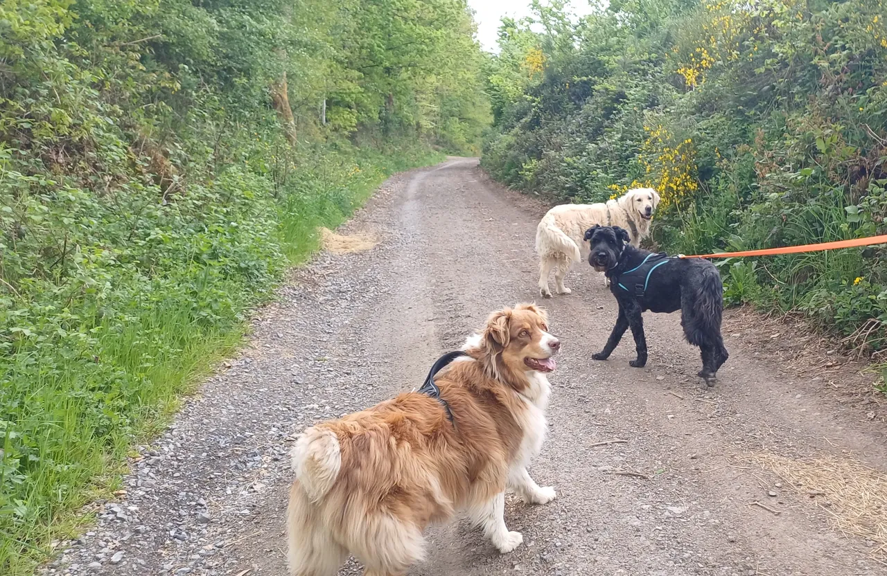 Petit groupe de chiens en balade dans un sous-bois