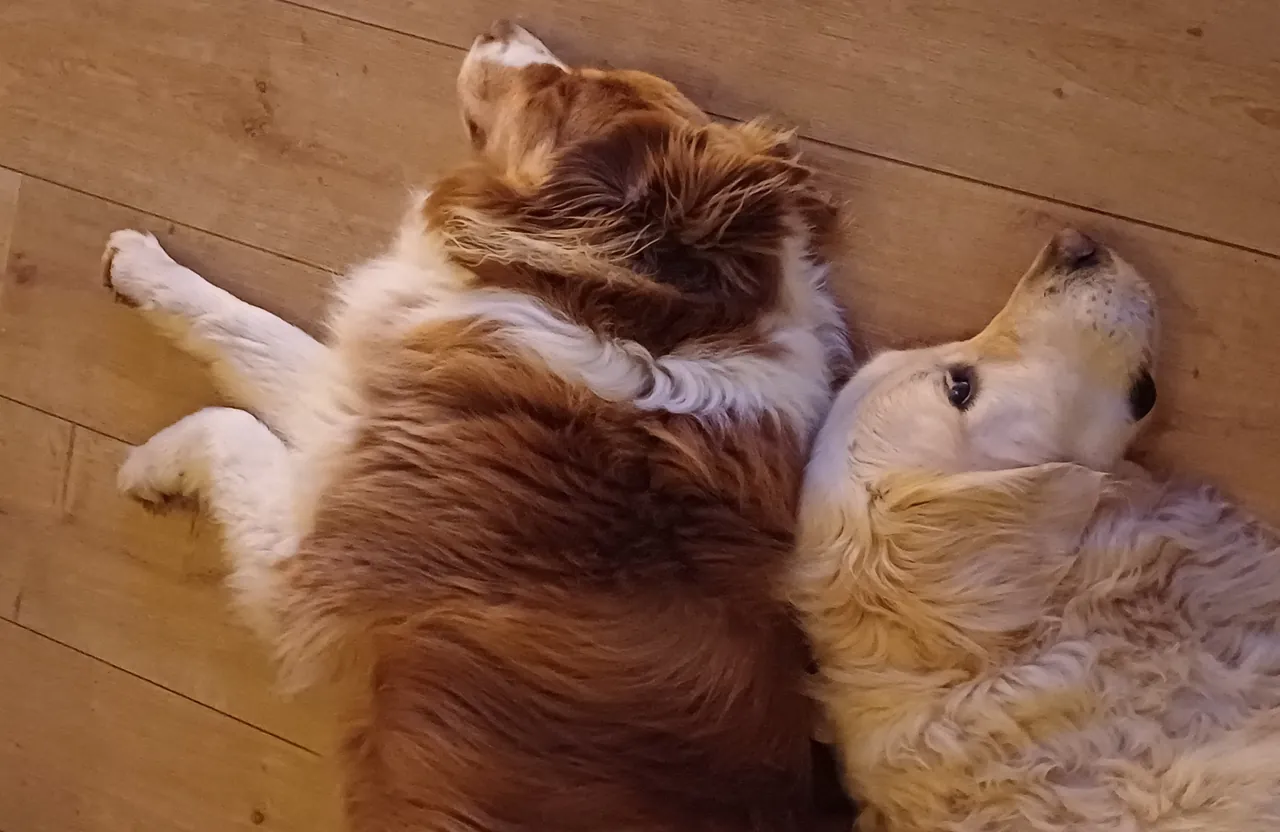 Deux chiens allongés côte à côte sur le sol, à la maison